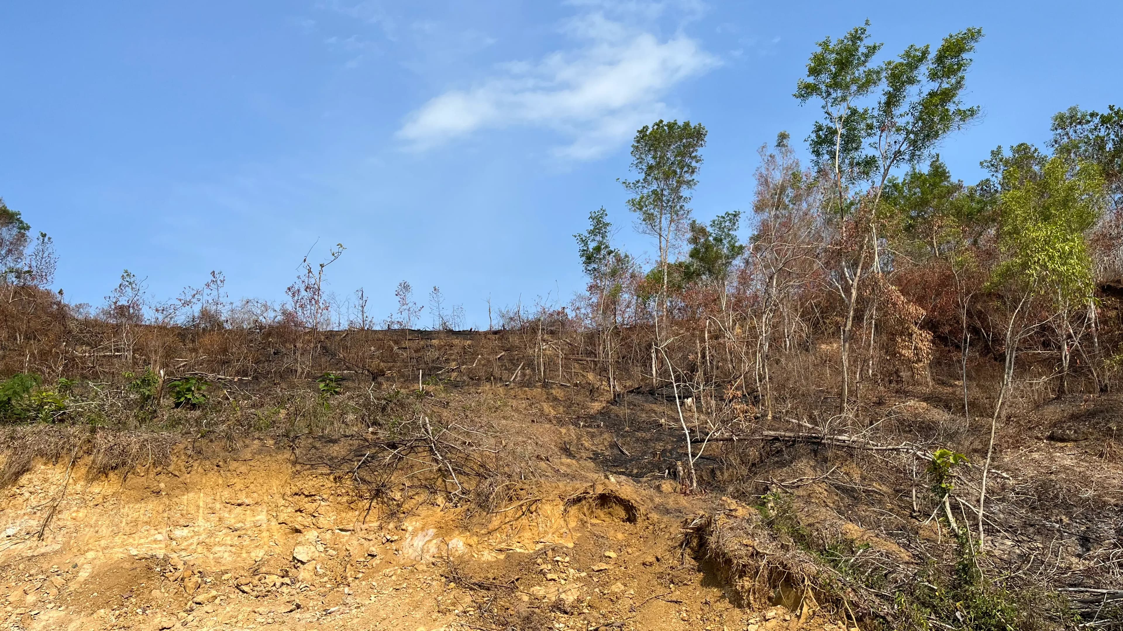 Sambong Siaga Karhutla: Langkah Kecil Kita untuk Hutan yang Tetap Hijau
