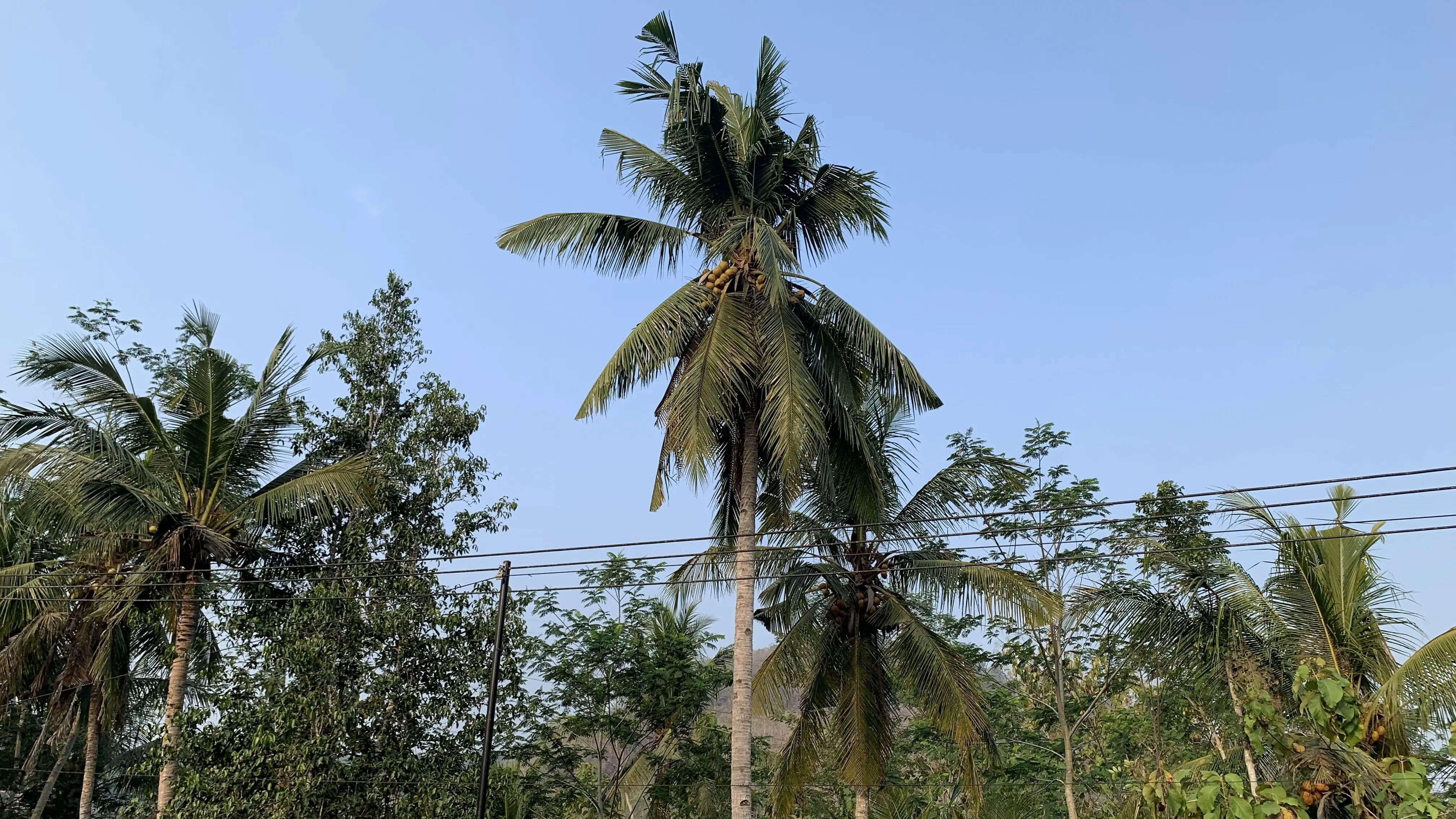 Sawah Desa Sambong