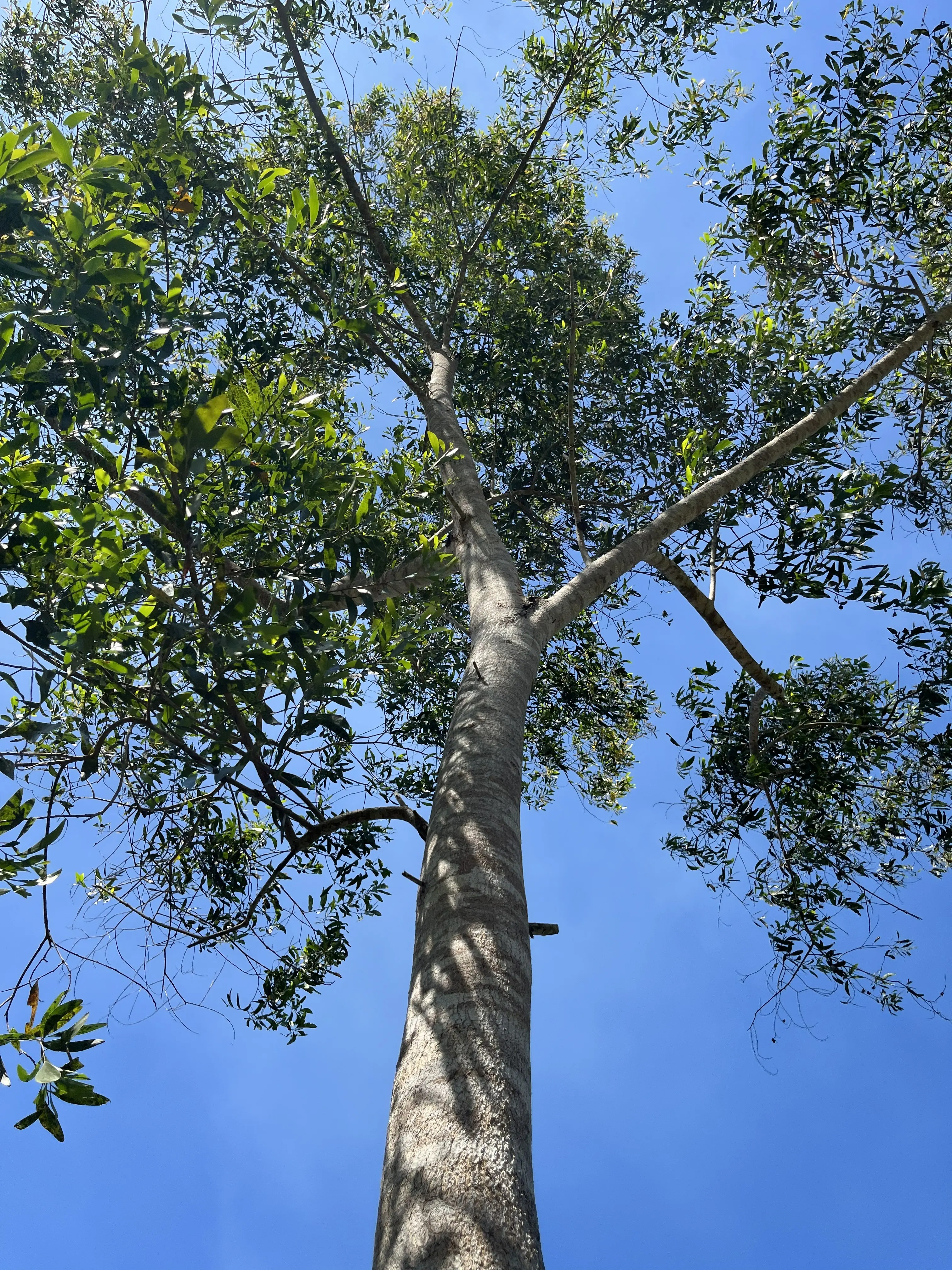 Akasia