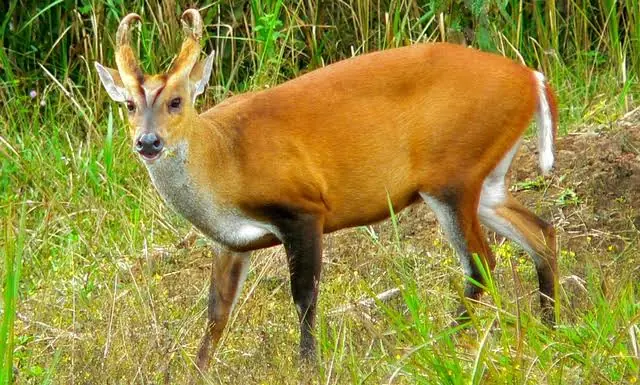 Kijang