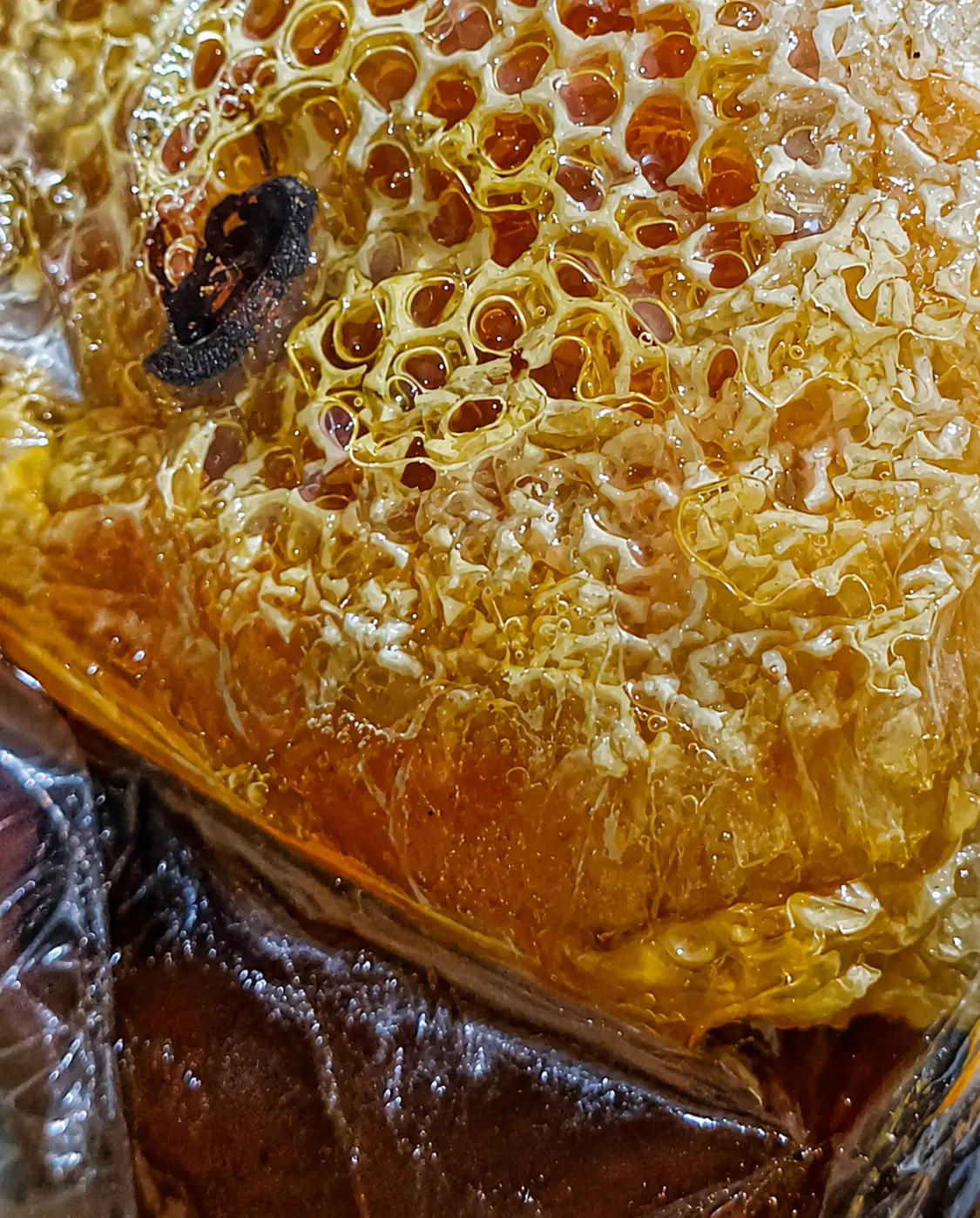 Madu Hutan Liar Sambong