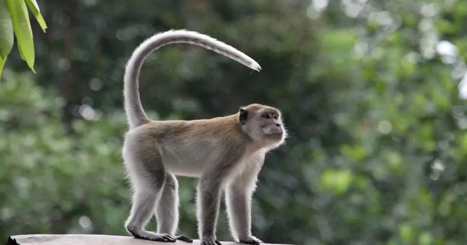 Monyet Ekor Panjang