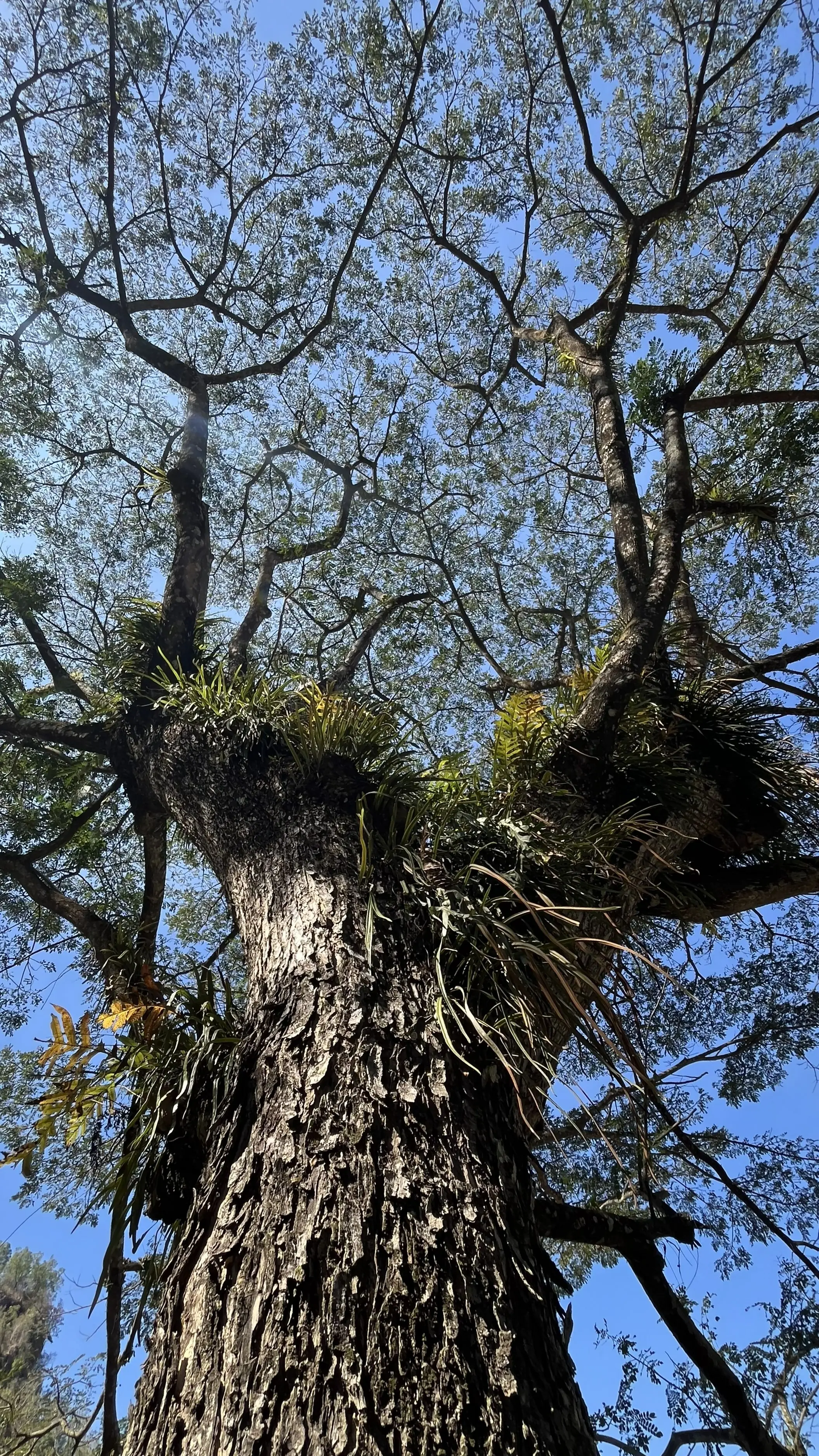 Trembesi